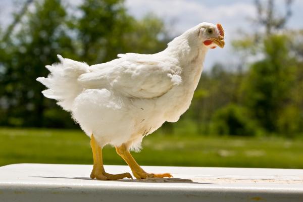 poultry