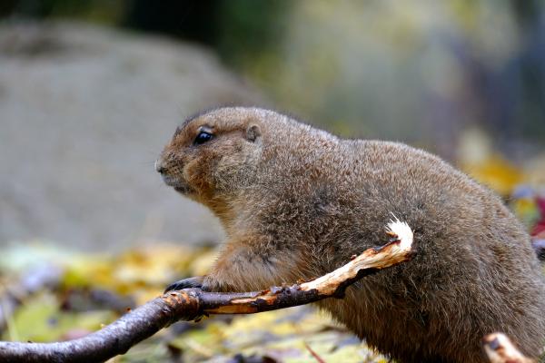 Prairihond in Artis
