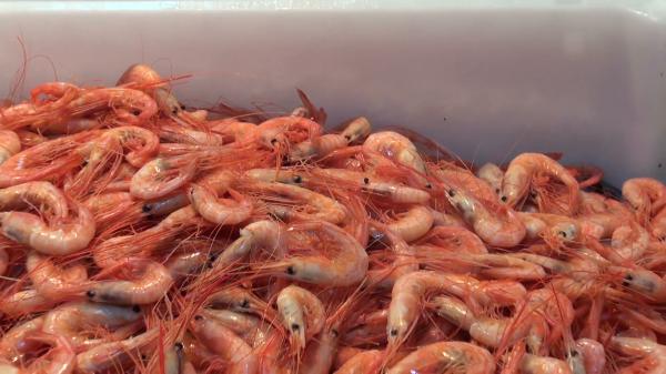 Prawns on sale