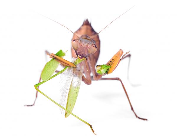 Praying Mantis