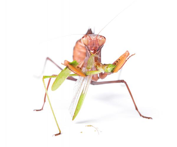 Praying Mantis