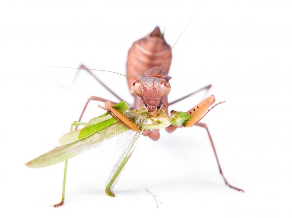 Praying Mantis