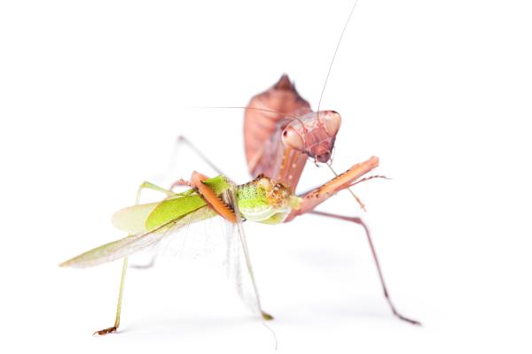 Praying Mantis