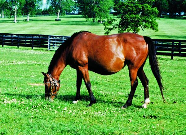 Pregnant Horse
