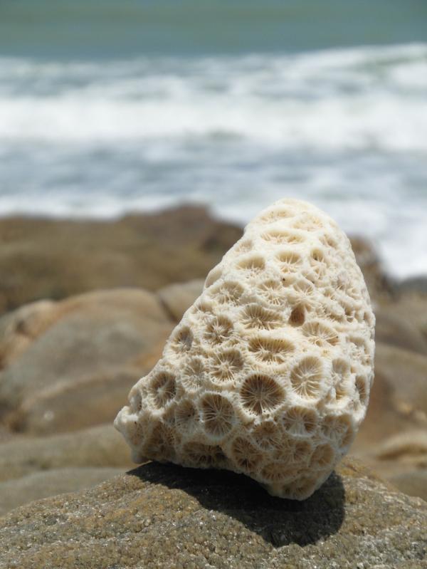 Pretty Coral by the Sea