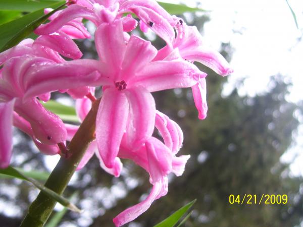 Pretty In Pink