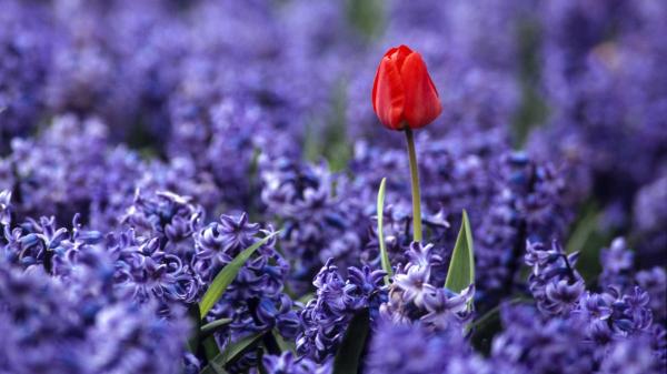 Pretty purple flower
