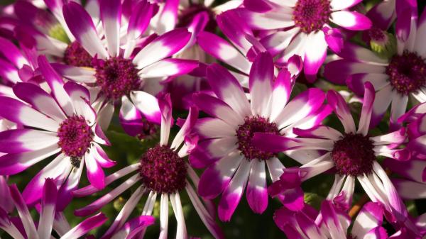 Pretty purple flower
