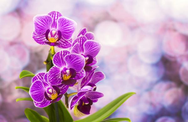 Pretty purple flower