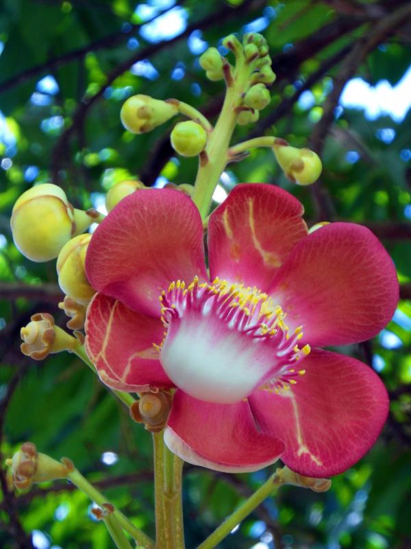Pretty Red Flower