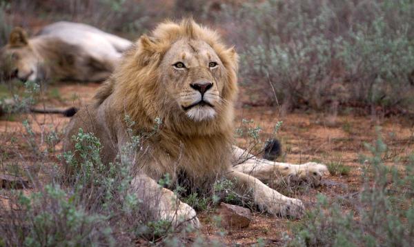 Pride of Lions
