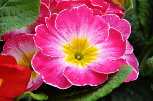 Primrose flower