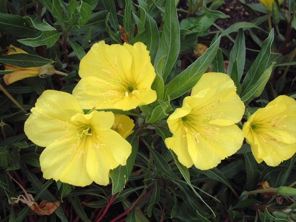 Yellow Primrose