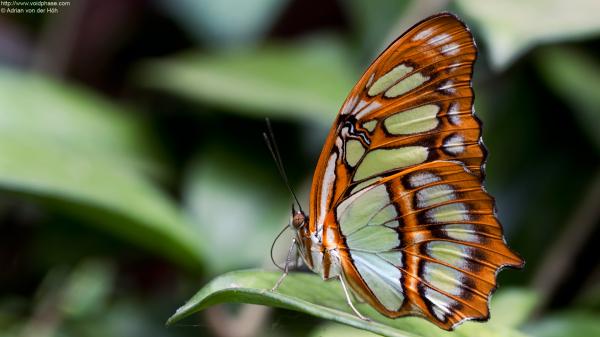 Profile butterfly