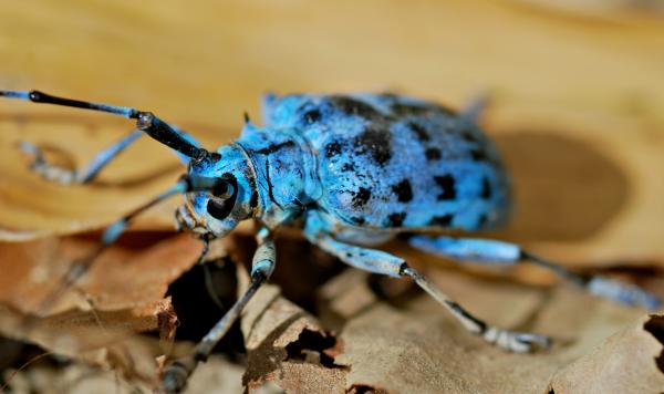 Pseudomyagrus Waterhousei Beetle