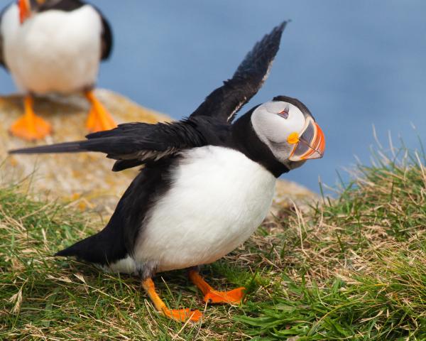 Puffin