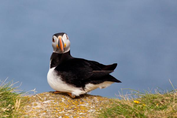 Puffin