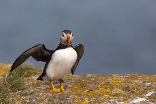 Puffin