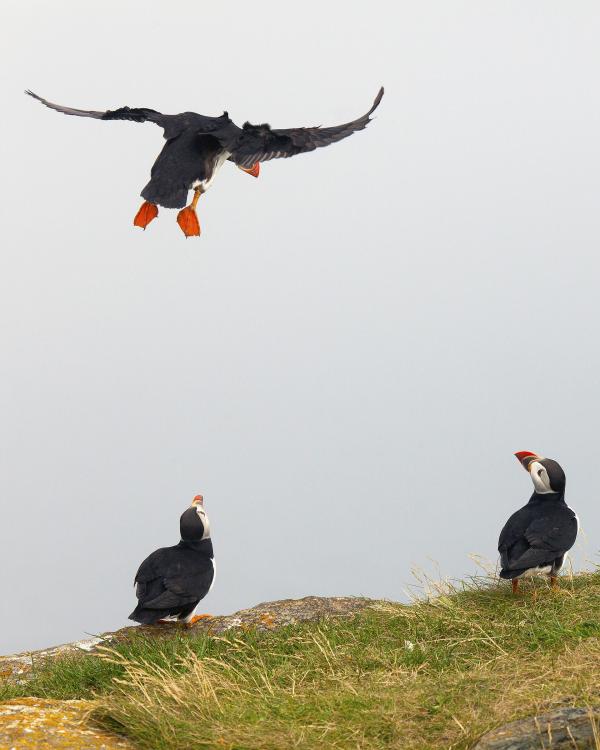 Puffin