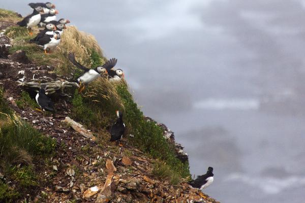 Puffin