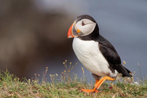 Puffin