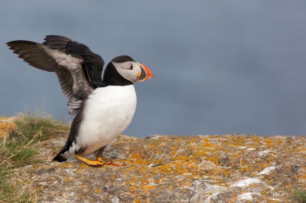 Puffin