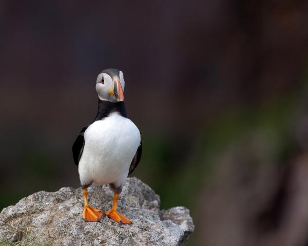 Puffin