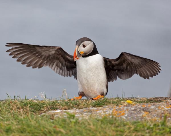 Puffins