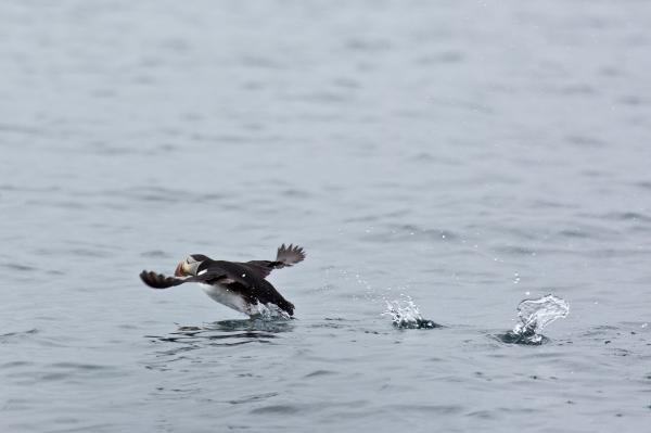 Puffins