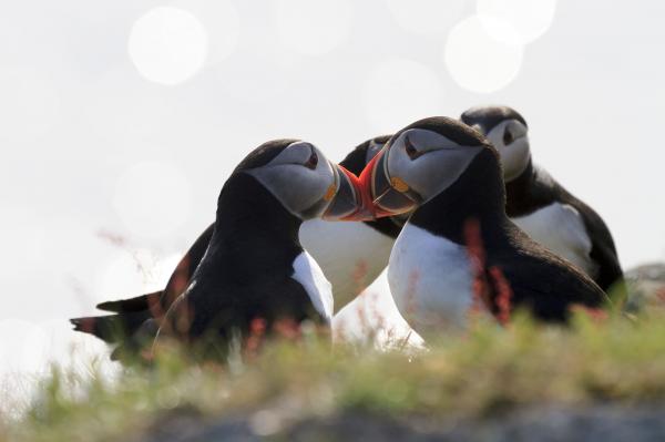Puffins on sunny day