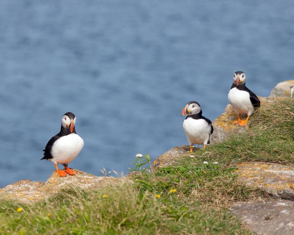 Puffins