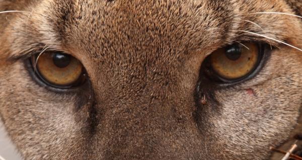 Puma Eyes