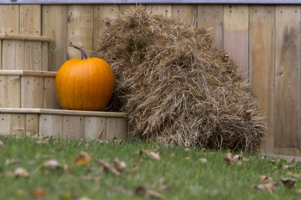 Pumpkin and Hay