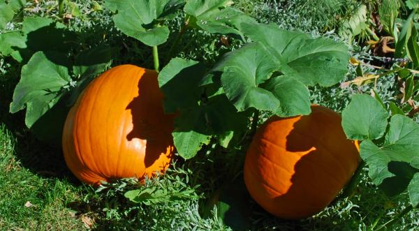 Pumpkin in vines