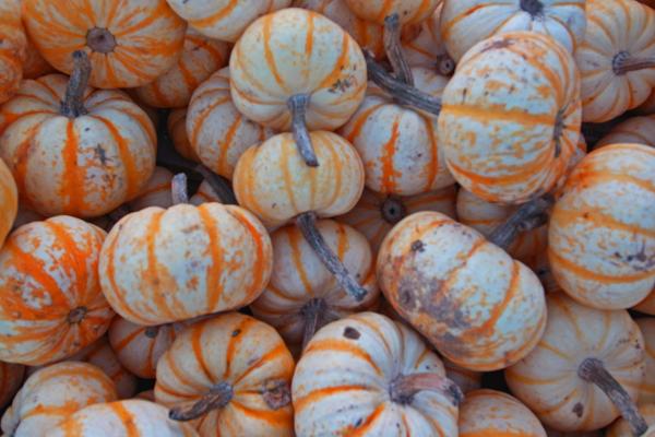 Pumpkin on white