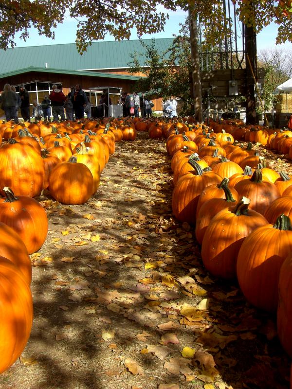 Pumpkin Patch Row