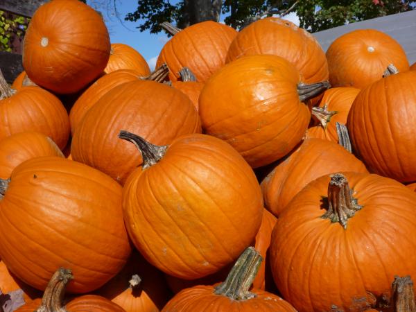 Pumpkin Pile