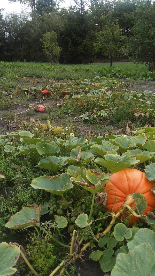 Pumpkins