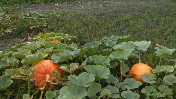 Pumpkins