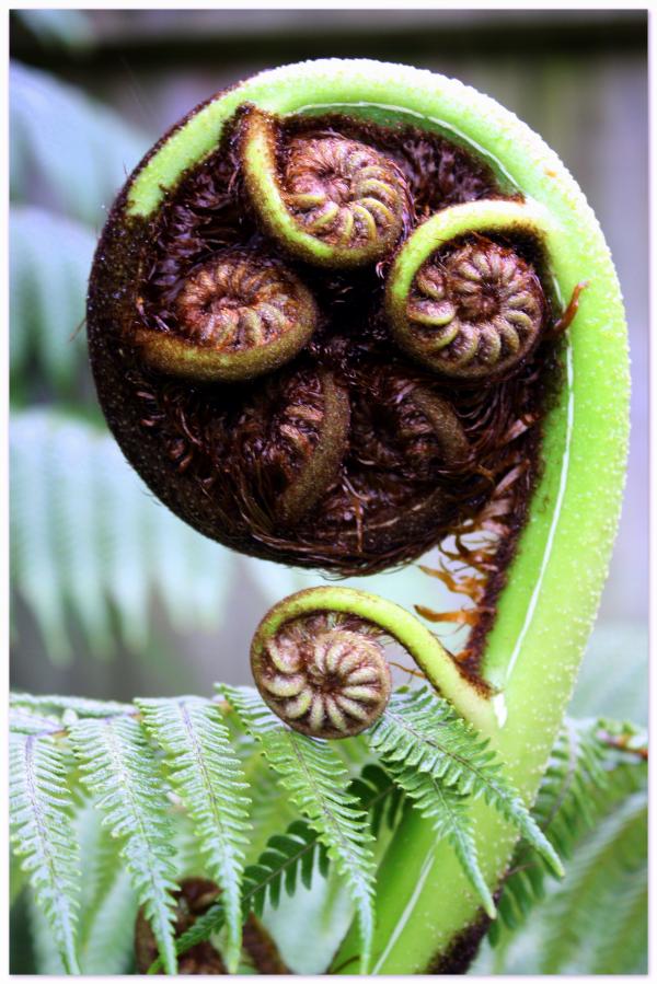 Punga Frond