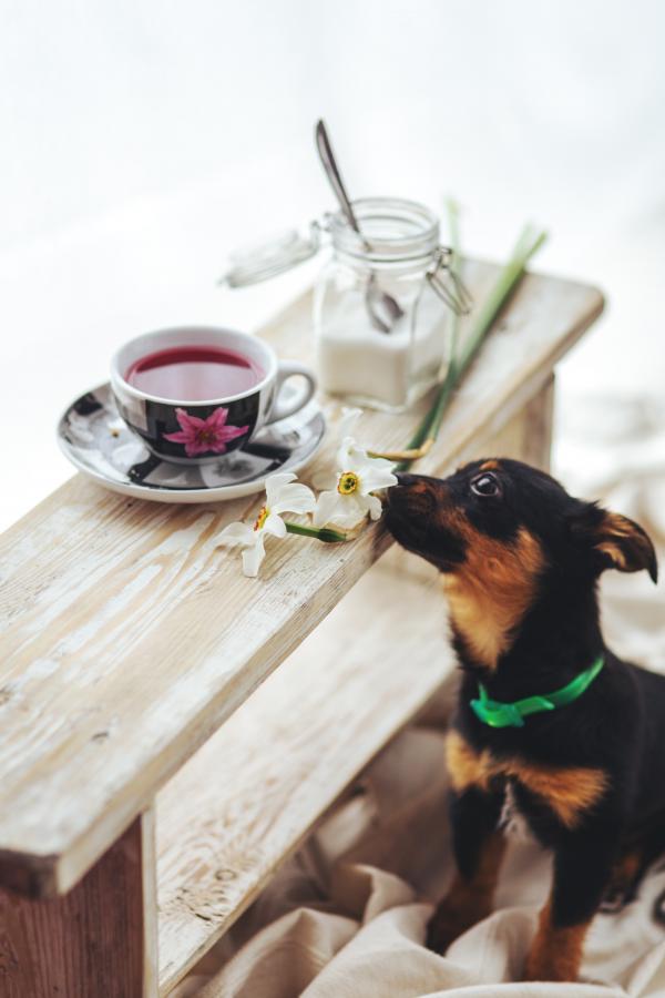 Puppy smells the flowers