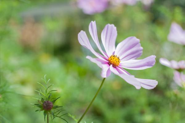Purple and Yellow 8 Petal Flower