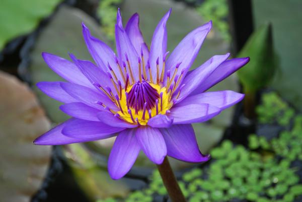 Purple and Yellow Lotus Flower