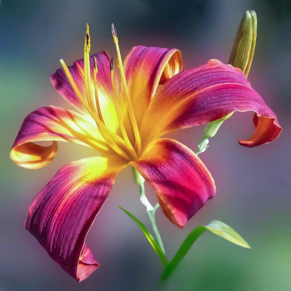 Purple and Yellow Petal Flower