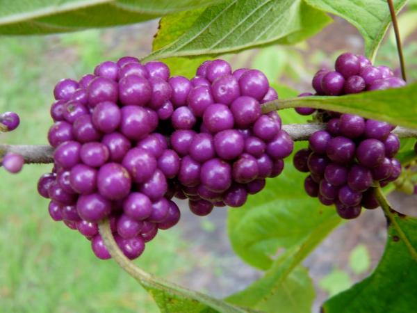 Purple Berries