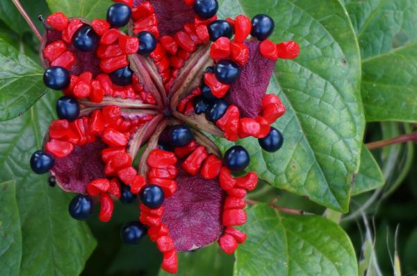 Purple Berries