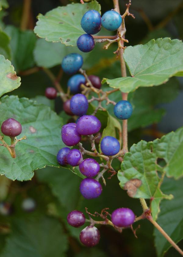Purple berries