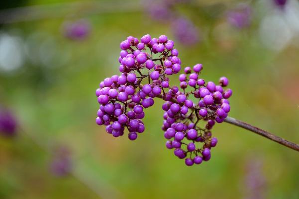 Purple Berries
