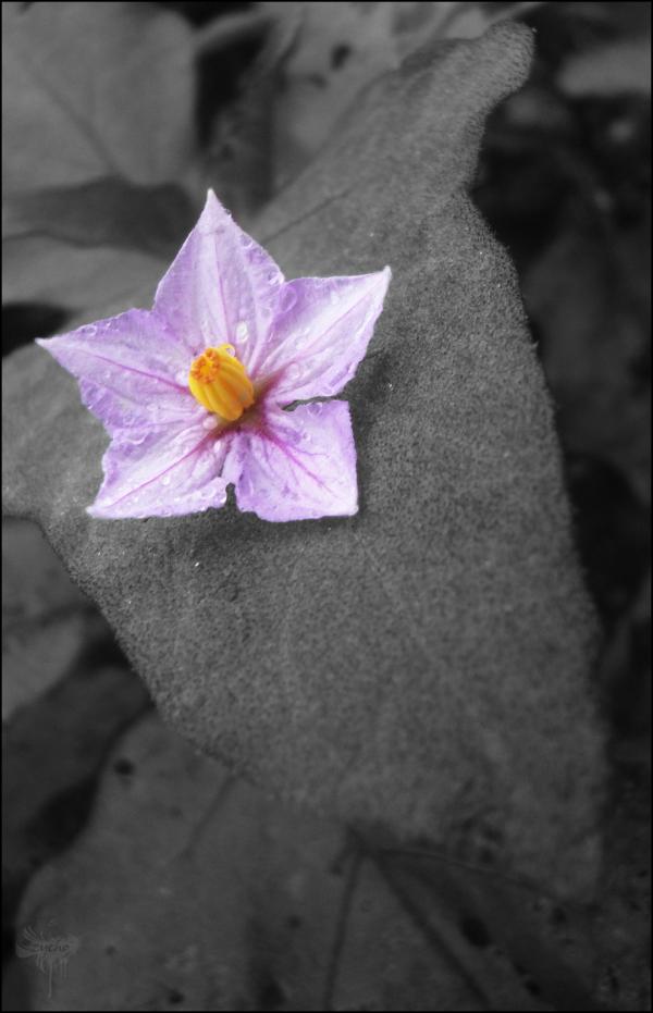 Purple Bloom