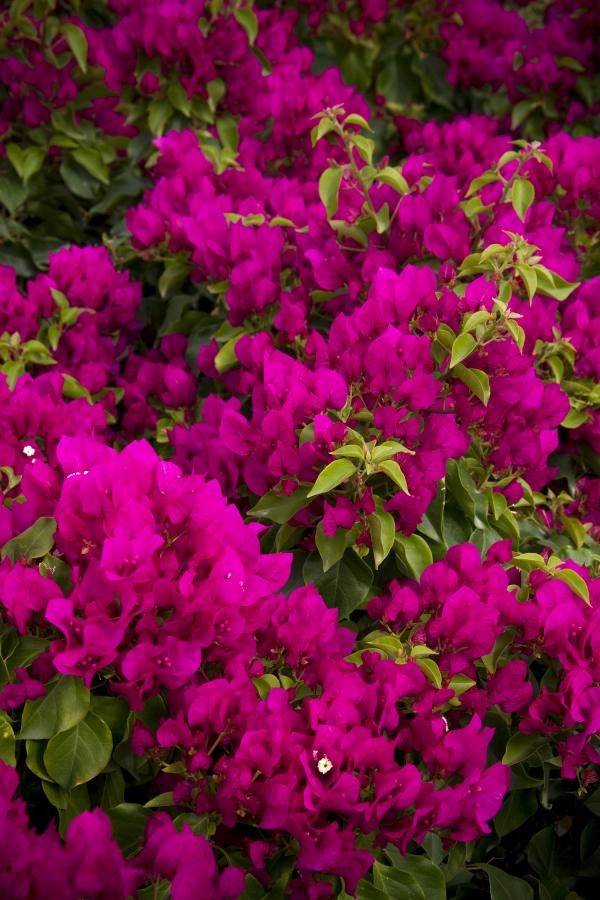 Purple Bougainvillea